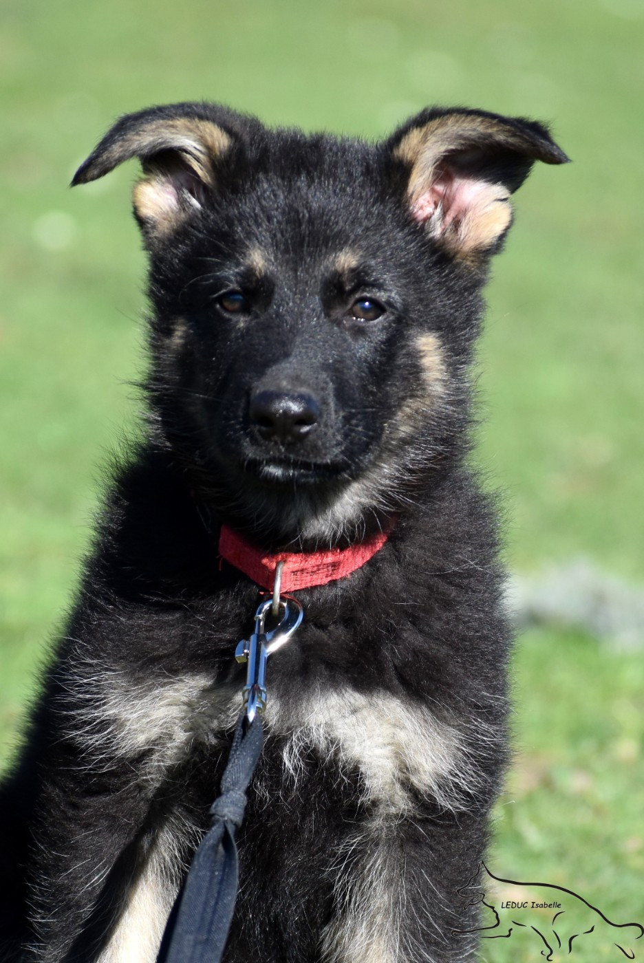 AXONE Des Gardiens D'albacasko