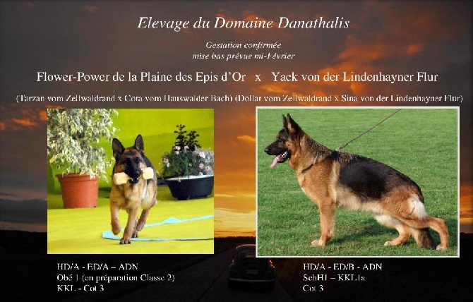 Du Domaine Danathalis - Gestation confirmée