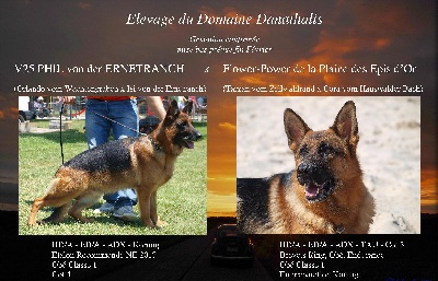 Du Domaine Danathalis - Gestation Confirmée !!